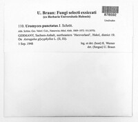 Uromyces pisi-sativi image